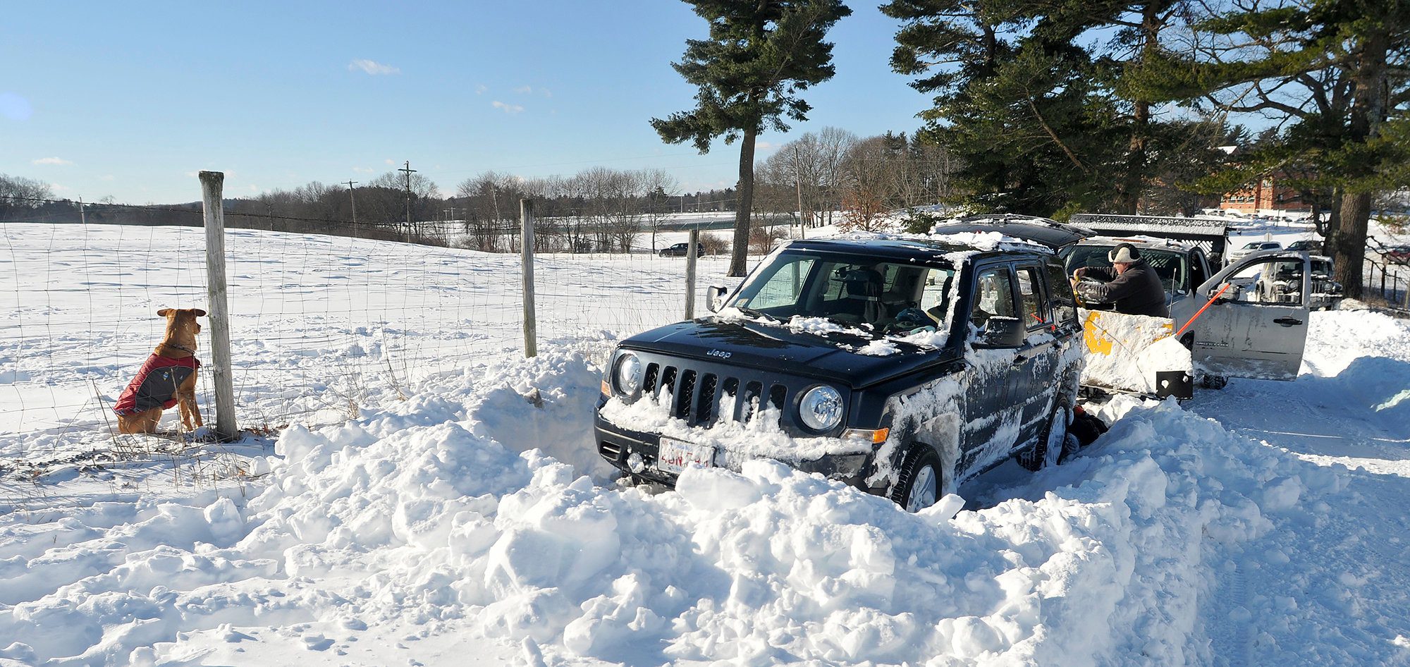 Cars stuck in deep snow, dog watching